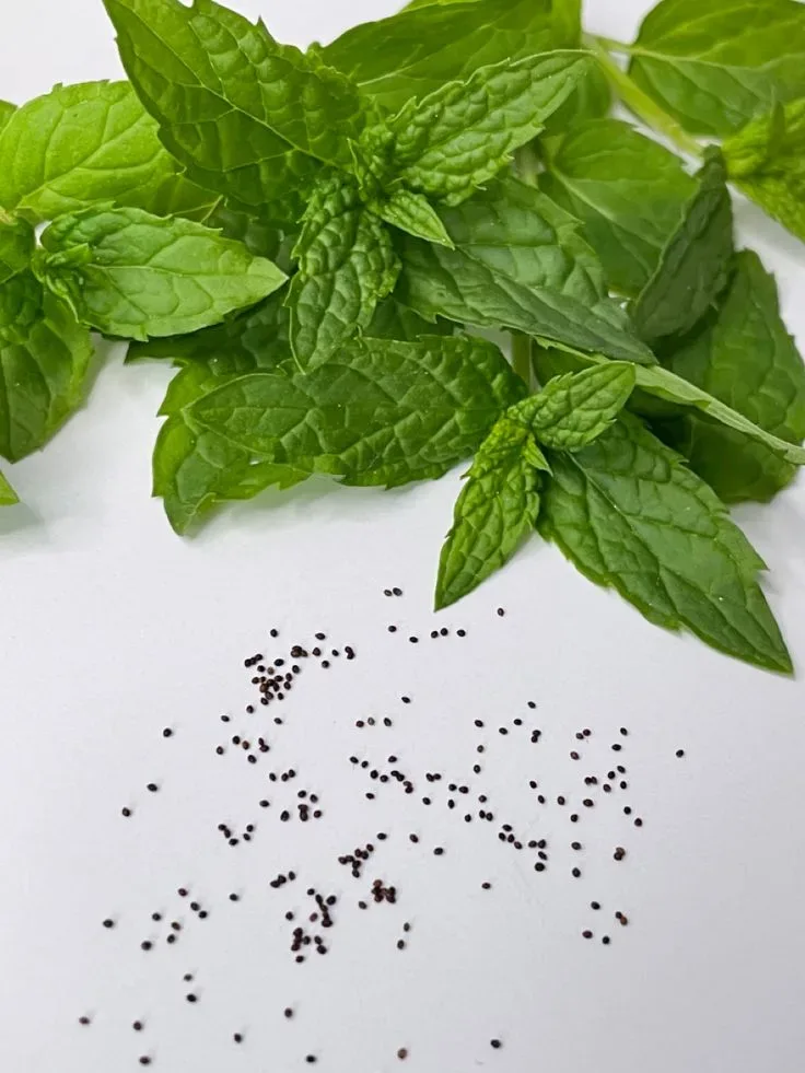 Fresh Mint Seeds
